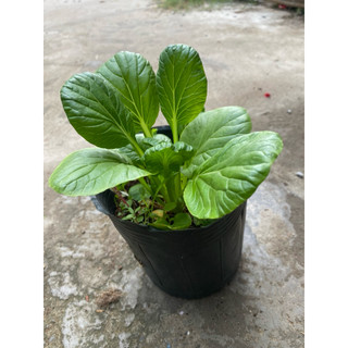 Chậu cải hoa hồng