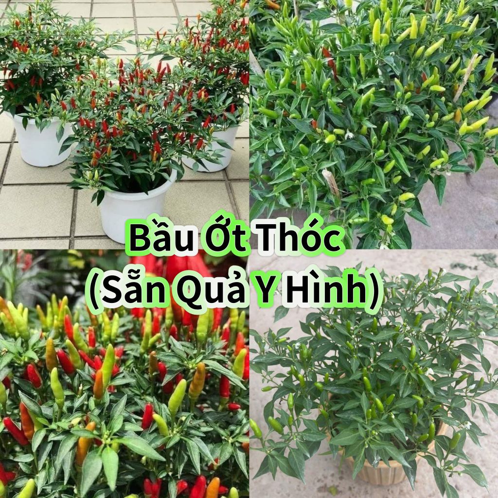 Bầu Giống Ớt Thóc Sẵn Vô Số Quả💞 Cay Thơm Thu Hoạch Quanh Năm, Cây Lâu Năm