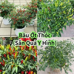 Bầu Giống Ớt Thóc Sẵn Vô Số Quả💞 Cay Thơm Thu Hoạch Quanh Năm, Cây Lâu Năm