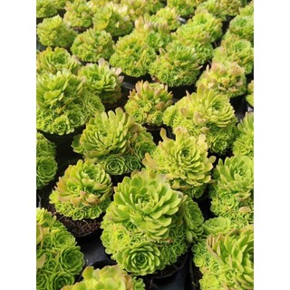 ​Sen Đá Sedum Green Phom Bụi Sum Suê (Size Bầu 6-7cm) - Cây Khỏe, Đẻ Nhánh Nhanh- Mầm Nắng Garden