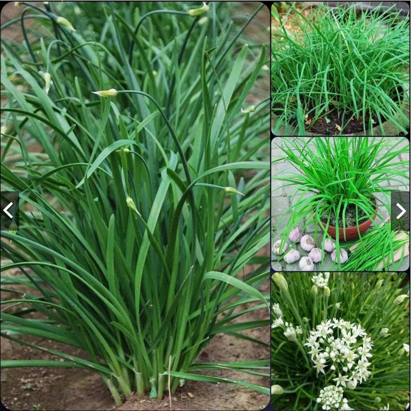 Hạt Giống Hẹ Cao Sản Ăn Quanh Năm Dễ Trồng (gói 2gram)