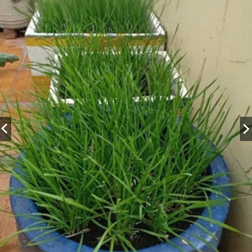 Hạt Giống Hẹ Cao Sản Ăn Quanh Năm Dễ Trồng (gói 2gram)