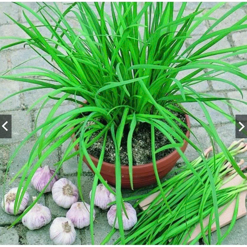 Hạt Giống Hẹ Cao Sản Ăn Quanh Năm Dễ Trồng (gói 2gram)