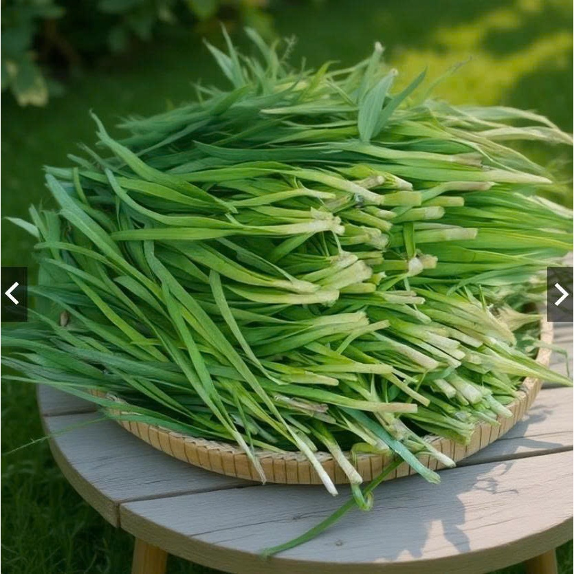 Hạt Giống Hẹ Cao Sản Ăn Quanh Năm Dễ Trồng (gói 2gram)