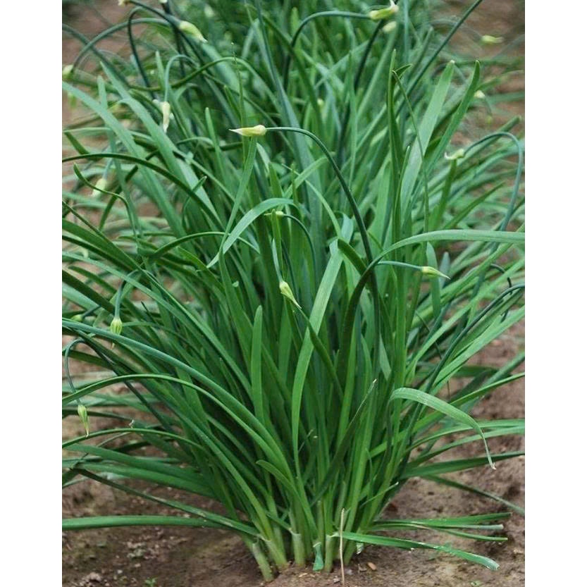 Hạt Giống Hẹ Cao Sản Ăn Quanh Năm Dễ Trồng (gói 2gram)