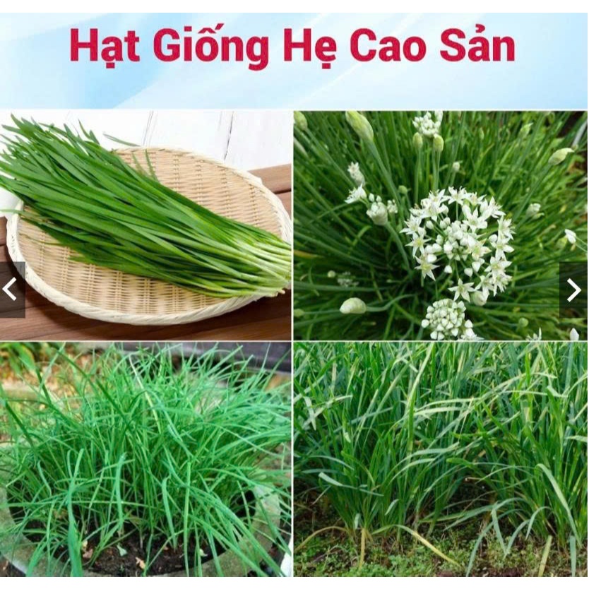 Hạt Giống Hẹ Cao Sản Ăn Quanh Năm Dễ Trồng (gói 2gram)