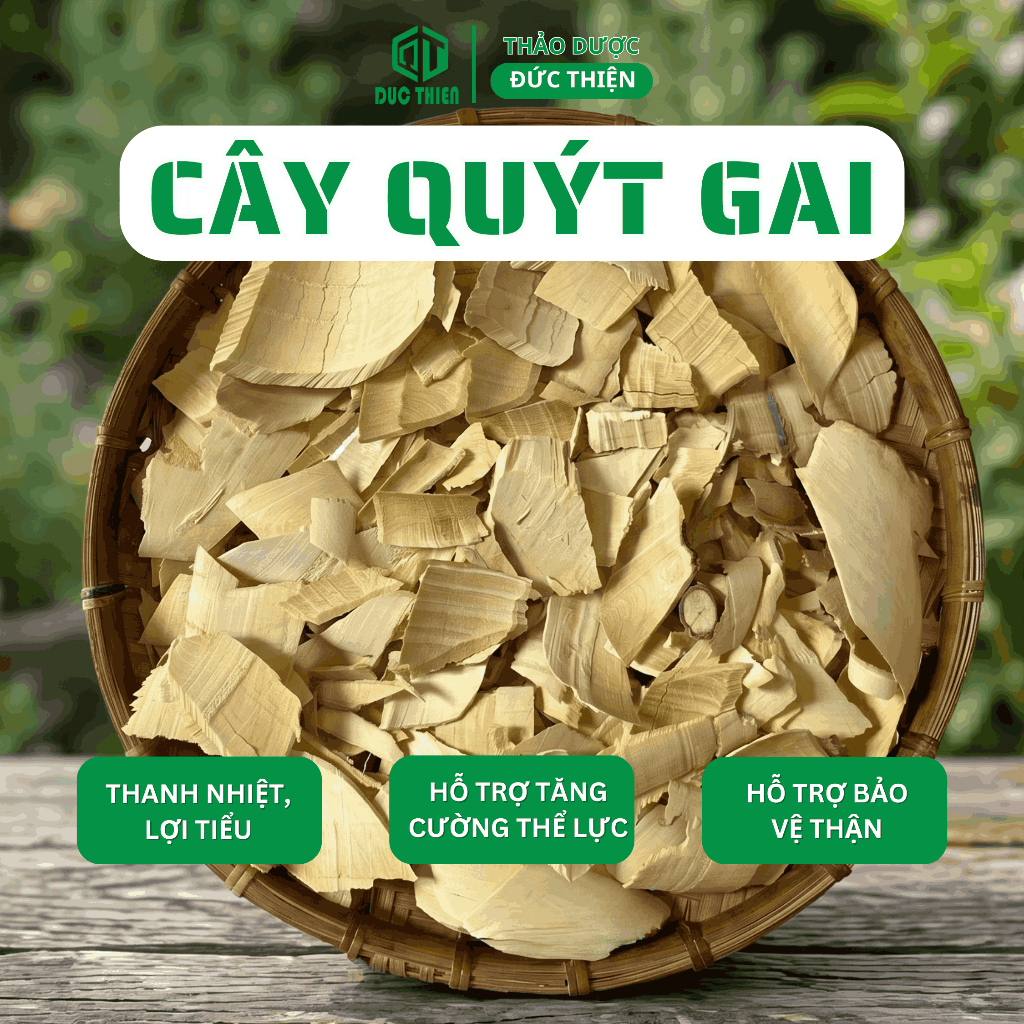 500g Cây Quýt Gai Khô Loại 1 Đức Thiện (Khô, Sạch, Thơm) - Hỗ Trợ Suy Thận, Thận Yếu, Thận Hư