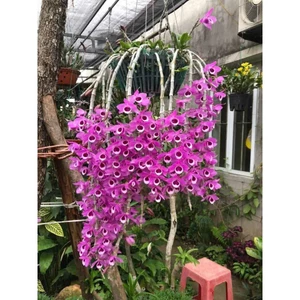 Hoa lan trầm Tím Siêu Thơm