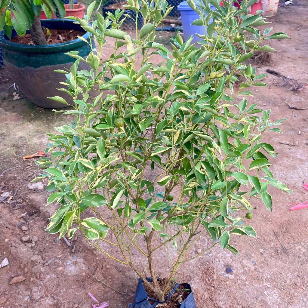 Cây Tắc Cẩm Thạch Sẵn Trái KimBioFarm - Chuẩn Giống, Sẵn Trái, Dễ Trồng