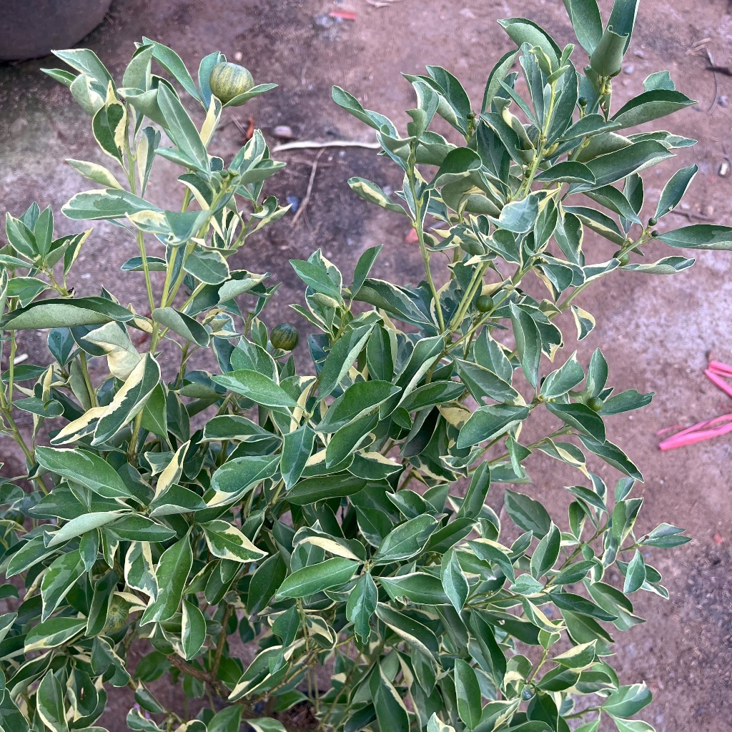 Cây Tắc Cẩm Thạch Sẵn Trái KimBioFarm - Chuẩn Giống, Sẵn Trái, Dễ Trồng
