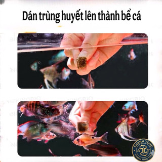 Trùng Chỉ Đông Khô độ đạm cao - thức ăn cao cấp giúp cá phát triển toàn diện