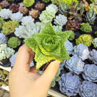 Sen Đá Hoa Hồng Trứng Size 7-8cm - Phom Tròn Cực Cưng, Cây Thuần Khỏe Dễ Chăm - Mầm Nắng Garden