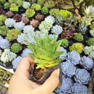 Sen Đá Hoa Hồng Trứng Size 7-8cm - Phom Tròn Cực Cưng, Cây Thuần Khỏe Dễ Chăm - Mầm Nắng Garden
