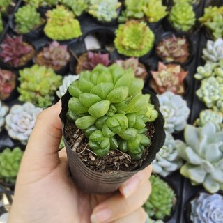 ​Sen Đá Ngọc Lá Tròn Size 6cm - Lá Trong Suốt Như Ngọc, Cây Thuần Khỏe Đạt Phom Đẹp Để Bàn - Mầm Nắng Garden