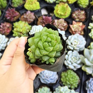 ​Sen Đá Ngọc Lá Tròn Size 6cm - Lá Trong Suốt Như Ngọc, Cây Thuần Khỏe Đạt Phom Đẹp Để Bàn - Mầm Nắng Garden