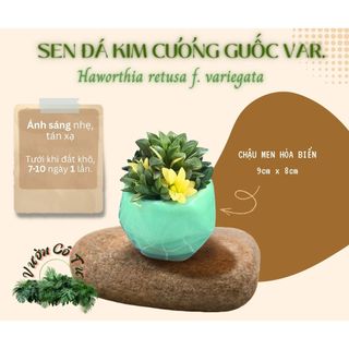[CÂY ĐÃ VÔ CHẬU] SEN ĐÁ KIM CƯƠNG GUỐC VAR. (Haworthia retusa f. variegata)