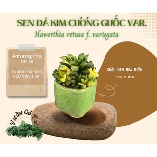 [CÂY ĐÃ VÔ CHẬU] SEN ĐÁ KIM CƯƠNG GUỐC VAR. (Haworthia retusa f. variegata)