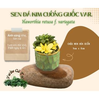 [CÂY ĐÃ VÔ CHẬU] SEN ĐÁ KIM CƯƠNG GUỐC VAR. (Haworthia retusa f. variegata)