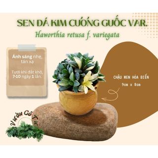 [CÂY ĐÃ VÔ CHẬU] SEN ĐÁ KIM CƯƠNG GUỐC VAR. (Haworthia retusa f. variegata)