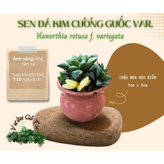 [CÂY ĐÃ VÔ CHẬU] SEN ĐÁ KIM CƯƠNG GUỐC VAR. (Haworthia retusa f. variegata)