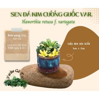 [CÂY ĐÃ VÔ CHẬU] SEN ĐÁ KIM CƯƠNG GUỐC VAR. (Haworthia retusa f. variegata)