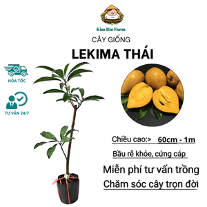 Cây Lekima Thái (Cây Trứng Gà) – Cho Trái Quanh Năm, Quả To, Thịt Vàng Nghệ, Siêu Đẹp Mắt