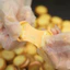 Set nguyên liệu làm bánh quy mặn kẹp nougat phô mai