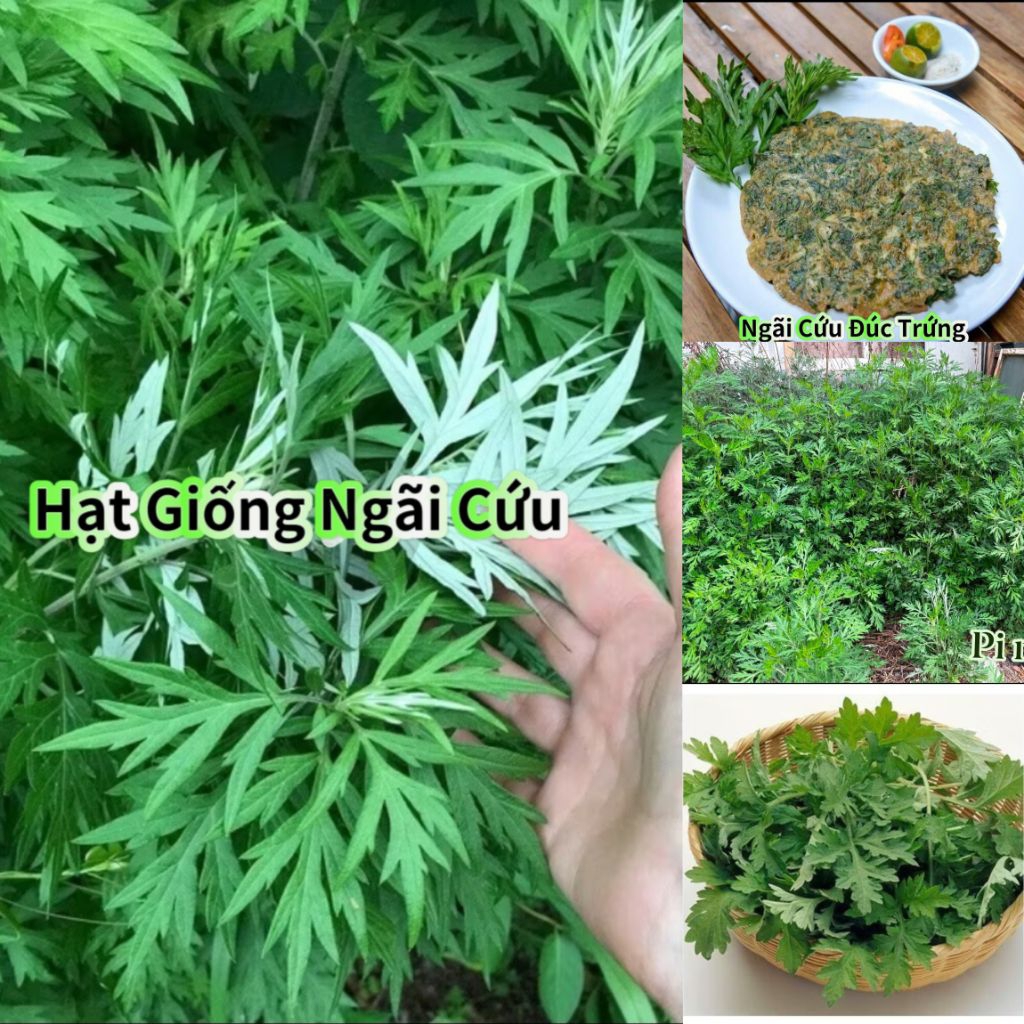 Hạt Giống Rau Ngãi Cứu Lâu Năm Dễ Trồng Chất Lượng