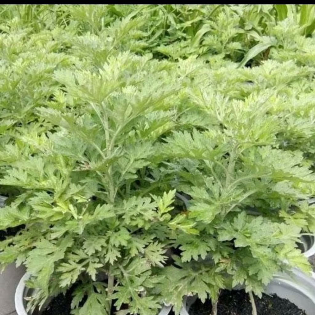 Hạt Giống Rau Ngãi Cứu Lâu Năm Dễ Trồng Chất Lượng