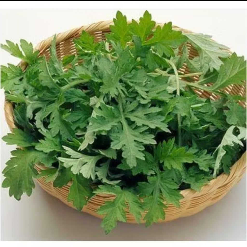 Hạt Giống Rau Ngãi Cứu Lâu Năm Dễ Trồng Chất Lượng