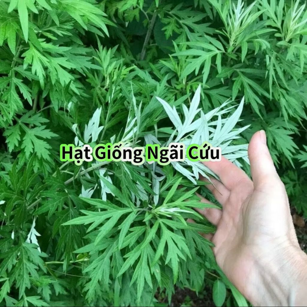 Hạt Giống Rau Ngãi Cứu Lâu Năm Dễ Trồng Chất Lượng