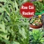Hạt Giống Rau Cải Rocket Nhập Khẩu Ăn Cực Ngon Mùi Vị Thơm Rất Dễ Trồng