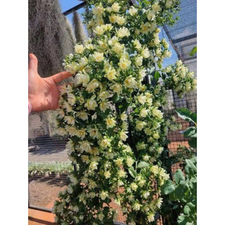 Cây chanh nho(Lemon Vine) - Hoa kiểng Năm Lân Sa Đéc Đồng Tháp
