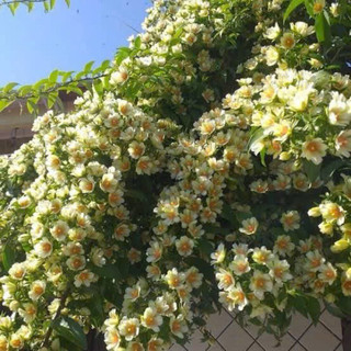 Cây chanh nho(Lemon Vine) - Hoa kiểng Năm Lân Sa Đéc Đồng Tháp