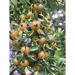 Cây chanh nho(Lemon Vine) - Hoa kiểng Năm Lân Sa Đéc Đồng Tháp