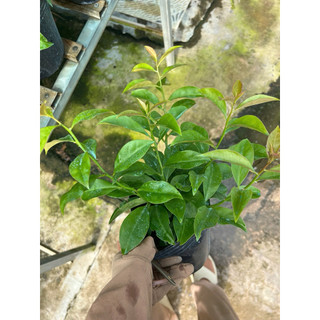 Cây chanh nho(Lemon Vine) - Hoa kiểng Năm Lân Sa Đéc Đồng Tháp