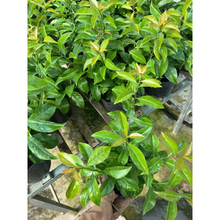 Cây chanh nho(Lemon Vine) - Hoa kiểng Năm Lân Sa Đéc Đồng Tháp