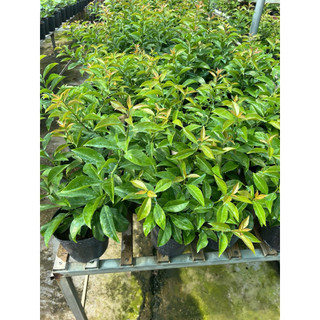 Cây chanh nho(Lemon Vine) - Hoa kiểng Năm Lân Sa Đéc Đồng Tháp