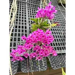 Trầm Tím Myanma Thuần Vườn