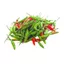 Gói 0.2gr Hạt giống Ớt Xiêm Rừng Rado 377, Rau Ăn Quả Rạng Đông Nổi Tiếng, Trồng Quanh Năm, Rất Nhều Trái, Nảy Mầm Nhanh