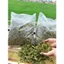 Cây Xương Khỉ (Cây Bìm Bịp, Mảnh Cộng), 250gr 500gr 1kg Cắt Tươi Và Phơi Khô Bằng Nắng Tự Nhiên