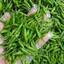 Gói 0.2gr Hạt Ớt Xiêm Xanh Rado 531, Trồng Quanh Năm, Rau Ăn Quả Rạng Đông Nổi Tiếng, Hạt Nảy Mầm Nhanh, Mạnh