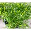 Gói 0.2gr Hạt Ớt Xiêm Xanh Rado 531, Trồng Quanh Năm, Rau Ăn Quả Rạng Đông Nổi Tiếng, Hạt Nảy Mầm Nhanh, Mạnh