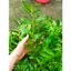 Dã Hạc Hồng NGỌC ĐÀI LOAN ONO Red