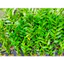 Dã Hạc Hồng NGỌC ĐÀI LOAN ONO Red