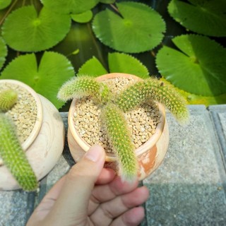 Xương Rồng Đuôi Cáo Bụi Mini Size 7cm Hoa Đỏ - Cây Thuần Khỏe, Có Phân Loại Trồng Sẵn Bình Đất Nung - Mầm Nắng Garden