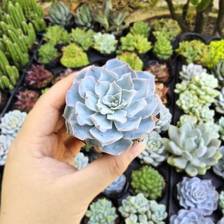 Sen Đá Hồng Phấn Size 7cm Cứng Cáp Xinh Yêu - Trồng Sẵn Chậu Đất Nung Nâu Vintage - Mầm Nắng Garden