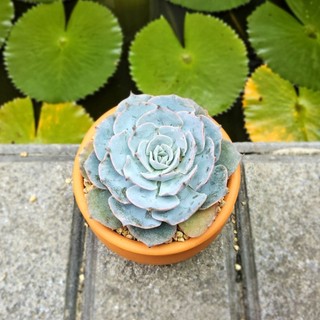 Sen Đá Hồng Phấn Size 7cm Cứng Cáp Xinh Yêu - Trồng Sẵn Chậu Đất Nung Nâu Vintage - Mầm Nắng Garden