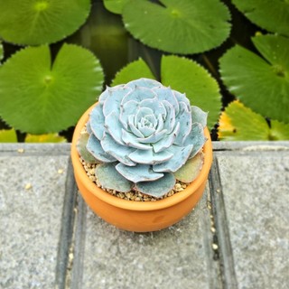 Sen Đá Hồng Phấn Size 7cm Cứng Cáp Xinh Yêu - Trồng Sẵn Chậu Đất Nung Nâu Vintage - Mầm Nắng Garden