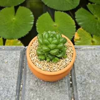 Sen Ngọc Lá Tròn Trồng Sẵn Chậu Đất Nung Nâu Vintage (8x6cm) - Cây Khỏe, Giá Thể Tốt, Để Bàn Xinh - Mầm Nắng Garden